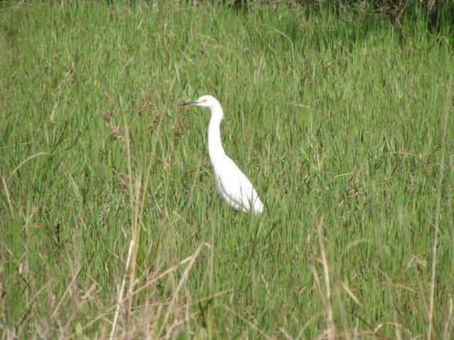 a heron along our path