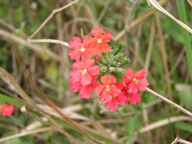 More flowers...