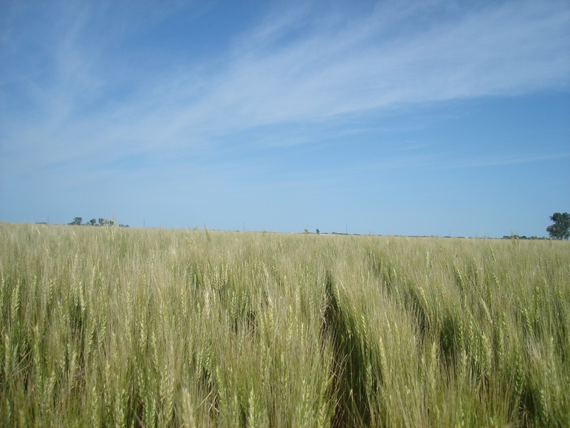 El trigo - The wheat