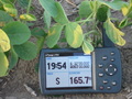 #6: Evidencia GPS entre la soja - GPS evidence among soybeam