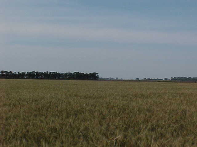 Vista N
