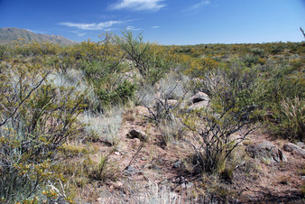 #1: This is the confluence point. The pampas flowers are beautiful in the spring.