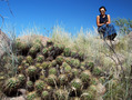 #7: Olga refused to go beyond these giant cacti