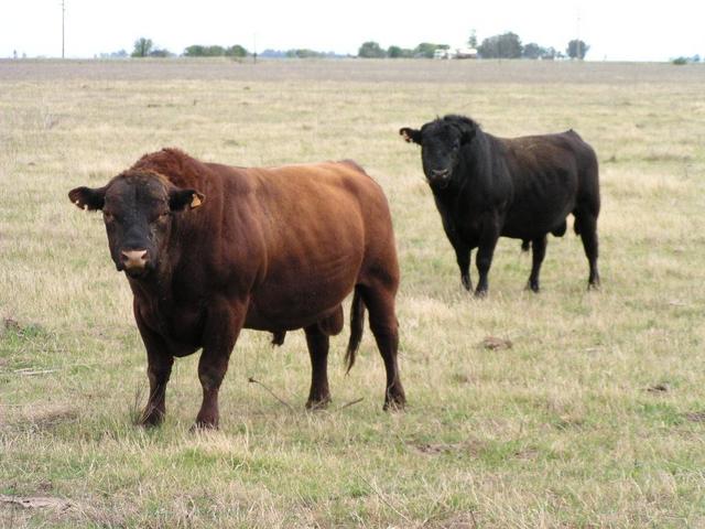Argentine bulls, the suppliers of the famous "bife de chorizo"