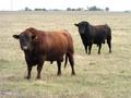 #3: Argentine bulls, the suppliers of the famous "bife de chorizo"