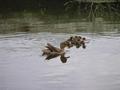 #5: a duck family swimming in the nearby water pool