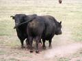 #7: bulls at the confluence, looking west