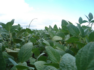 #1: La confluencia está en un Mar de Soja - The confluence point is in a Soybean Sea