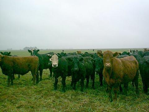 Las vacas no nos quitaban la vista de encima.