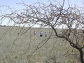 #10: Paisaje del sur puntano - Landscape of the south of San Luis