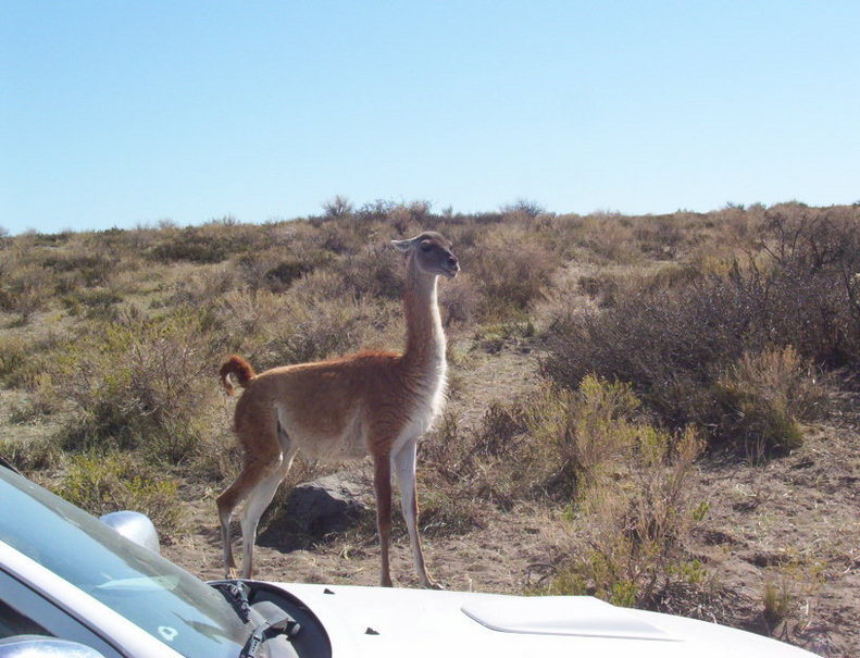 Guanaco que le gusta dejarse fotografiar. A Guanoco posing for a picture