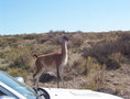 #2: Guanaco que le gusta dejarse fotografiar. A Guanoco posing for a picture