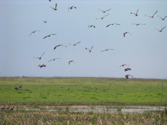 birds flying away when we approach