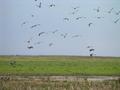 #4: birds flying away when we approach