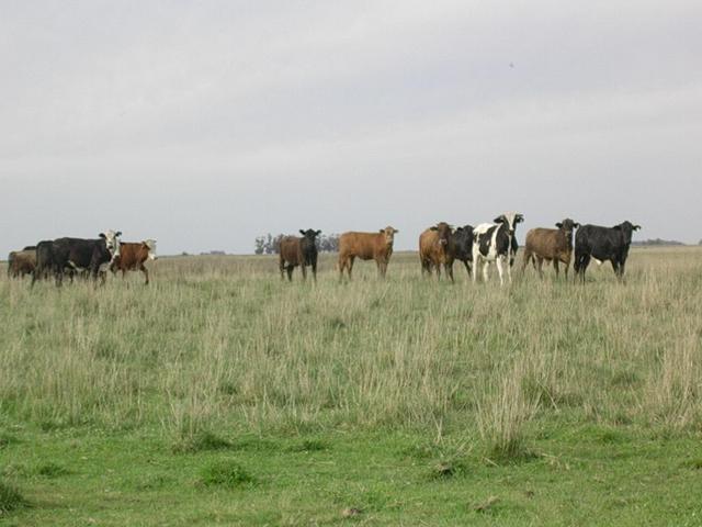 Vacas con curiosidad - Cows with curiosity