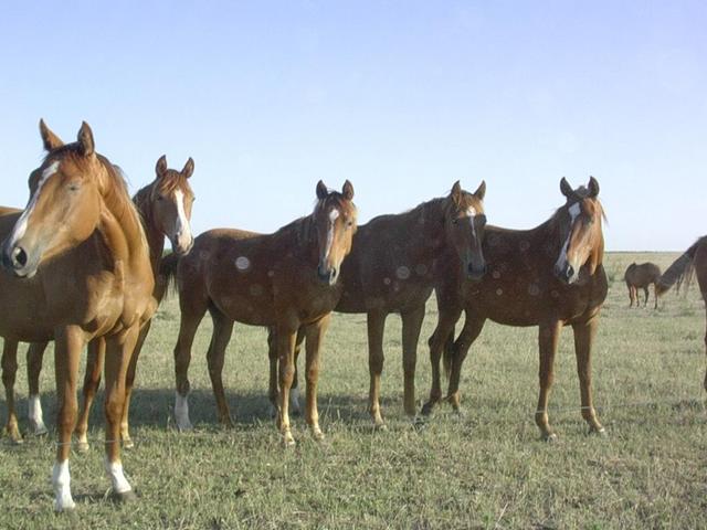 La caballada que nos miraba - Horses watching us