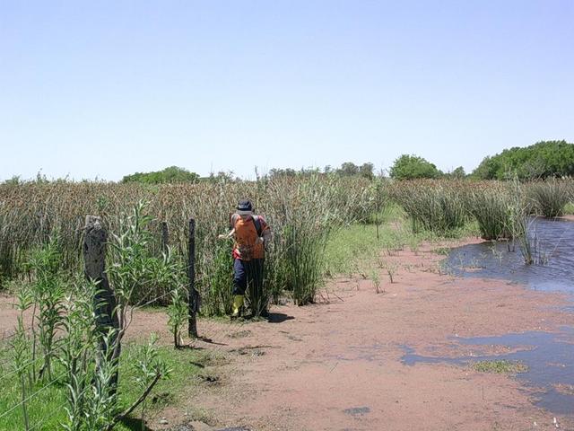 Pantanos en el camino - Swamps in the path