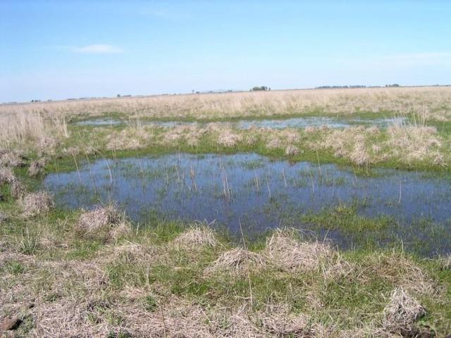 humid patches around the confluence