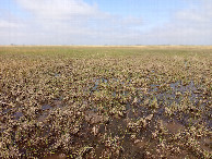 #5: West View from the Confluence