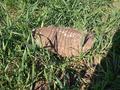 #7: Una "mulita" (pequeño armadillo) en las cercanías de la confluencia