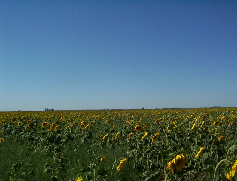 North view