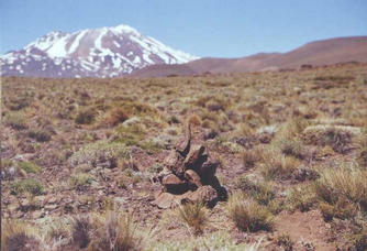 #1: S37W70 Monolito de Piedra mas allá el Volcán Tromen   {stone marker, Tromen Volcano in background}