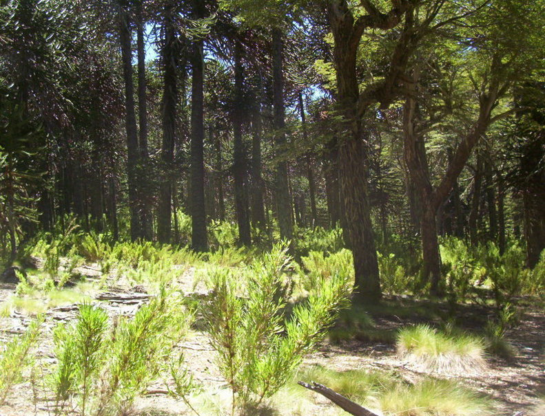 Bosque de Araucarias. Araucarias forest