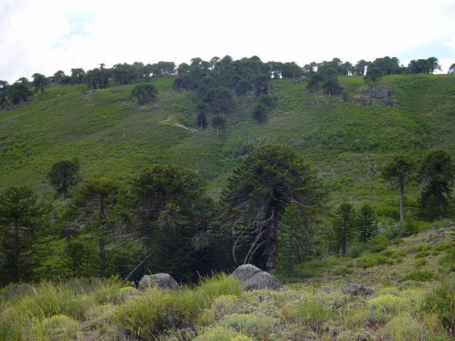 north view from confluence