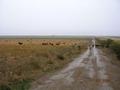 #8: Wet cows on the path
