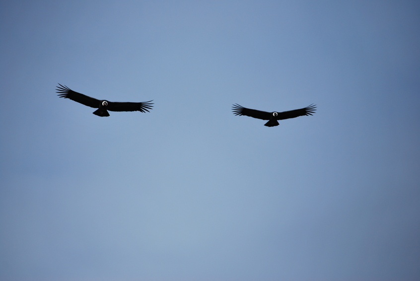 Andean Condor (Vultur Gryphus)