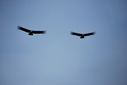 #10: Andean Condor (Vultur Gryphus)