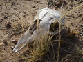 #9: Skull seen during the hike