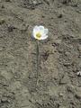 #6: flora