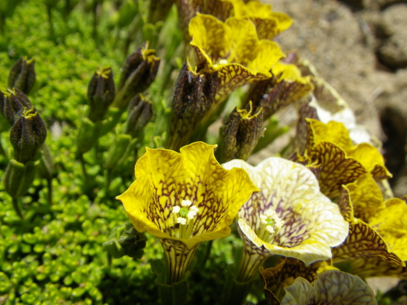 Una flor en la confluencia - A flower at the confluence