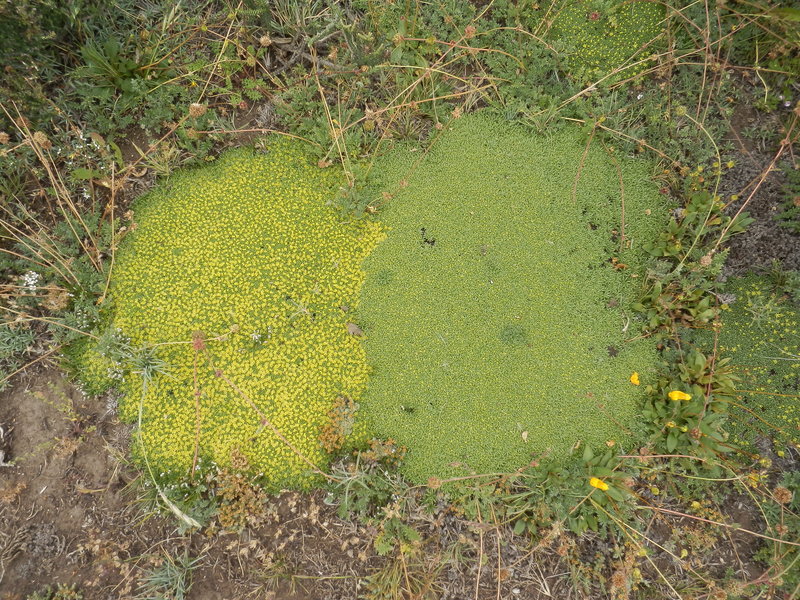 Patterns of Moss