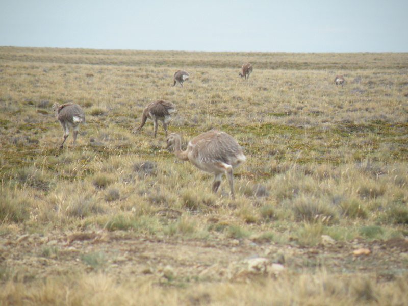 Rheas near the Confluence Point