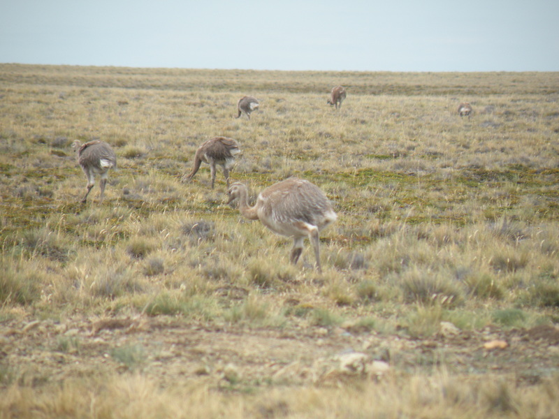 Rheas near the Confluence Point