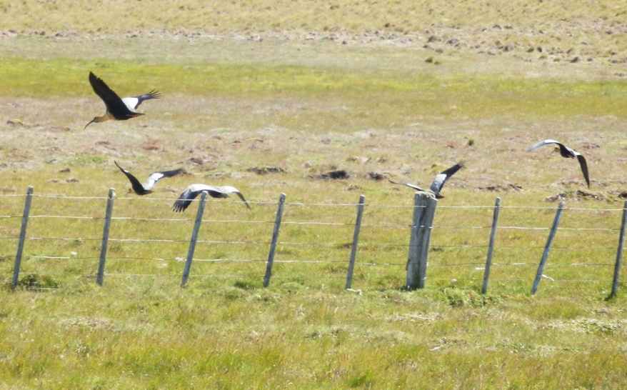 Black-faced Ibis