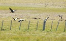 #12: Black-faced Ibis