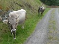 #6: cows