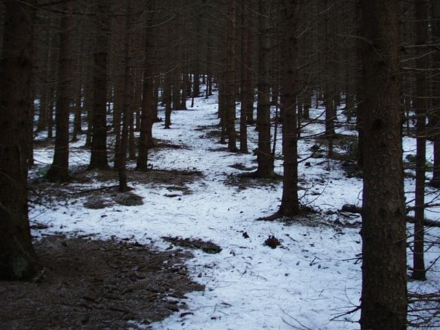 View to the south (uphill)