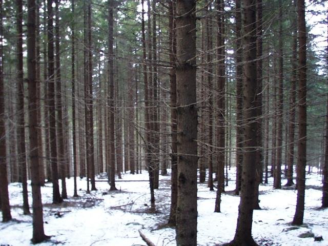 The very spot, marked with a stick