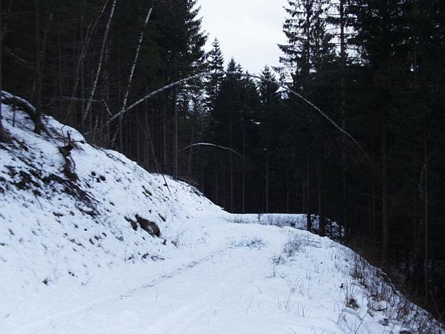 trees bent under earlier snow falls