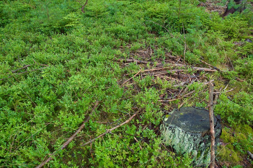 The confluence point lies on a grassy hillside, among tree stumps from past logging