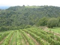 #7: Vineyards