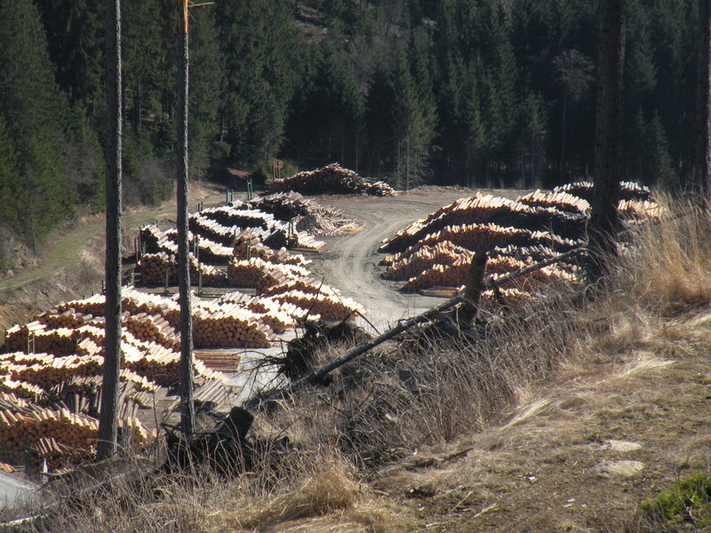 Piled up Logs near the Confluence Point