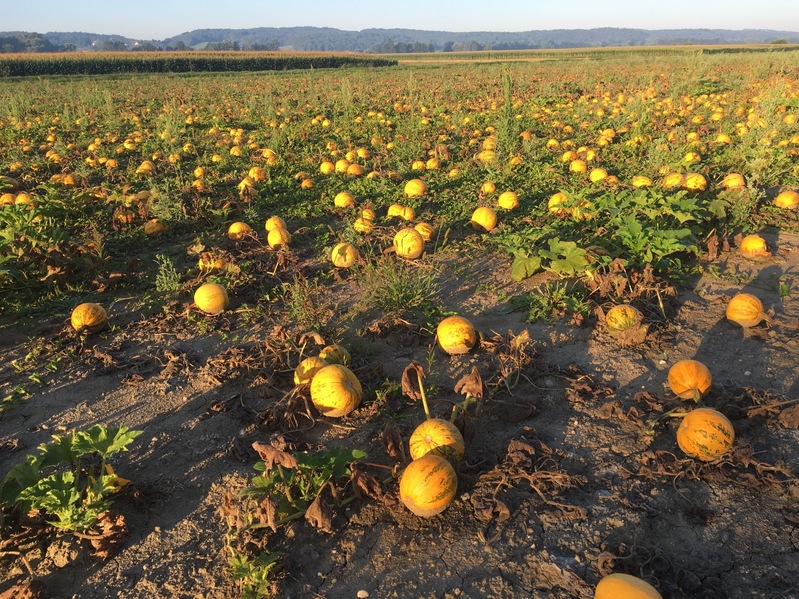 Famous Styrian pumpkins