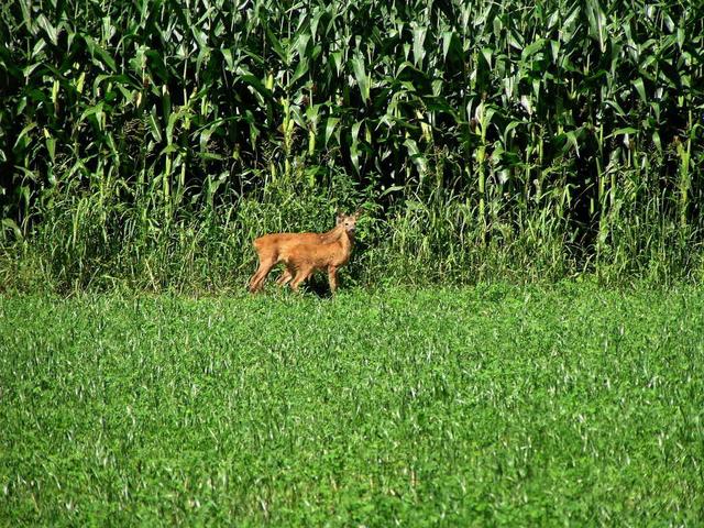 Rehe/Deer