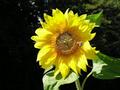 #7: Sonnenblume/Sunflower