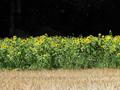 #8: Sonnenblumenfeld/Field of Sunflowers